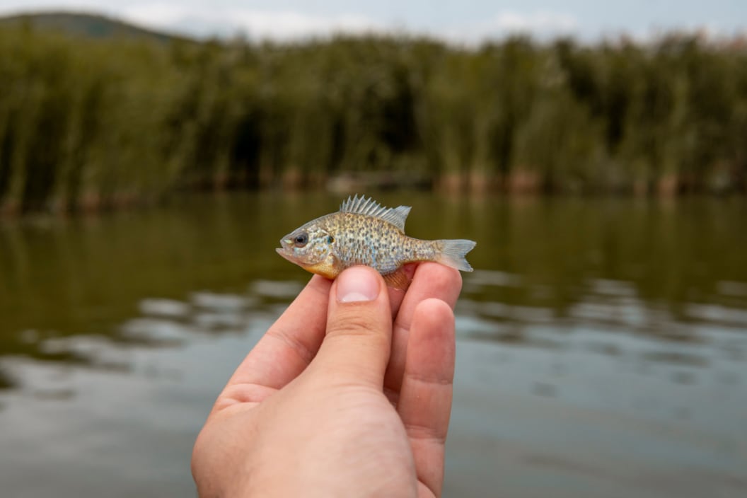 what is micro fishing