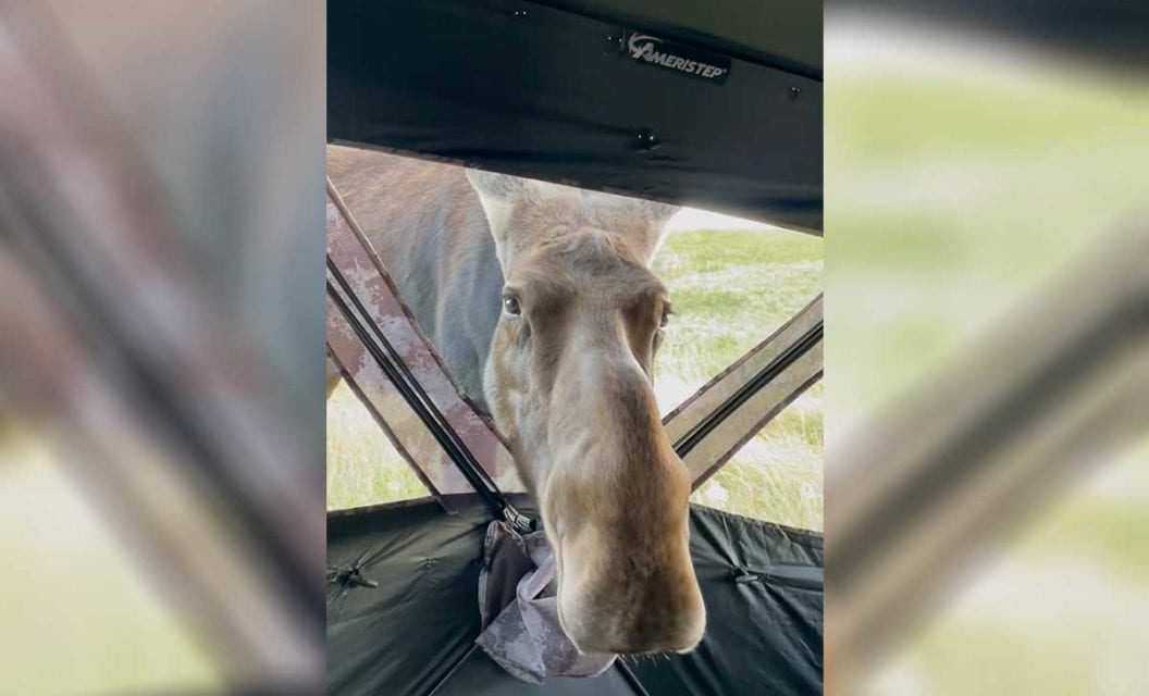 Moose Sticks Its Nose into Bowhunter’s Blind in North Dakota