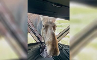 Moose Sticks Its Nose into Bowhunter’s Blind in North Dakota