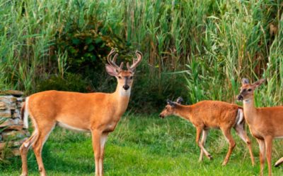 New York Confirms First Case of Bluetongue Disease and New Reports of EHD