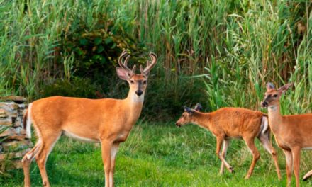 New York Confirms First Case of Bluetongue Disease and New Reports of EHD