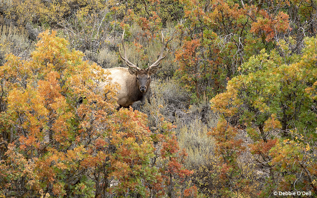 Photo Of The Day By Debbie O’Dell