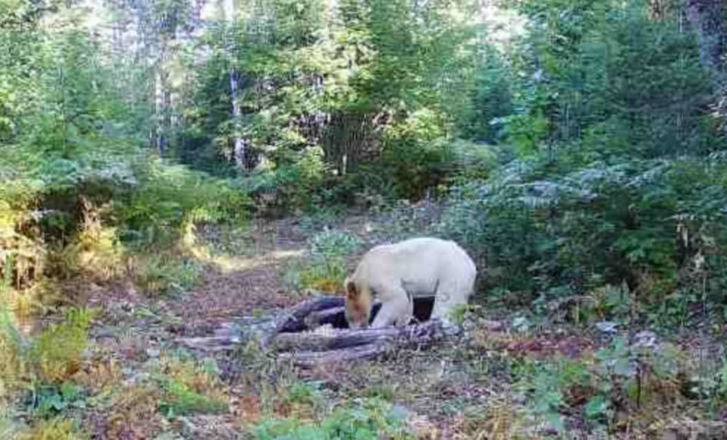 Rare White Black Bear Reportedly Killed By Wolves Just Weeks After Initial Sighting