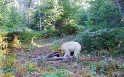 Rare White Black Bear Reportedly Killed By Wolves Just Weeks After Initial Sighting