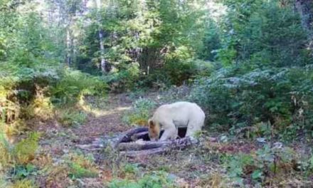Rare White Black Bear Reportedly Killed By Wolves Just Weeks After Initial Sighting