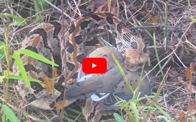 Rattlesnake Steals Dove From a Very Surprised Hunter