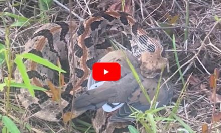 Rattlesnake Steals Dove From a Very Surprised Hunter