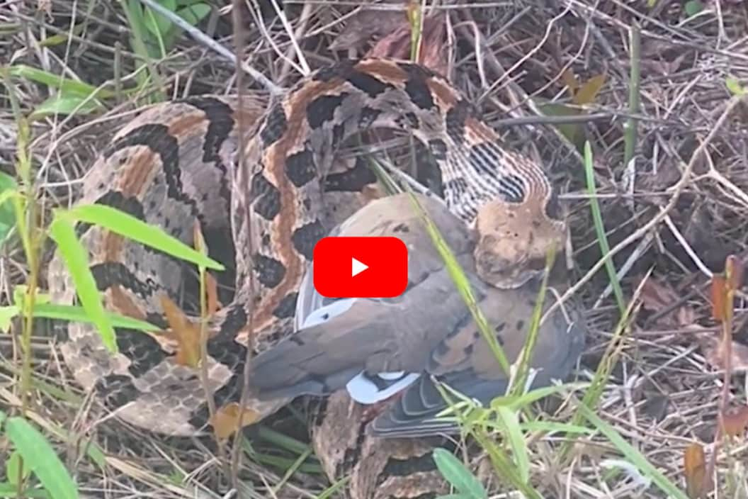 Rattlesnake Dove Hunting