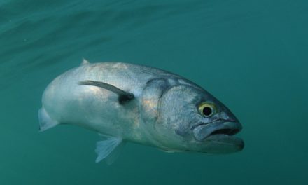 Species Profile: The Voracious Saltwater Bluefish