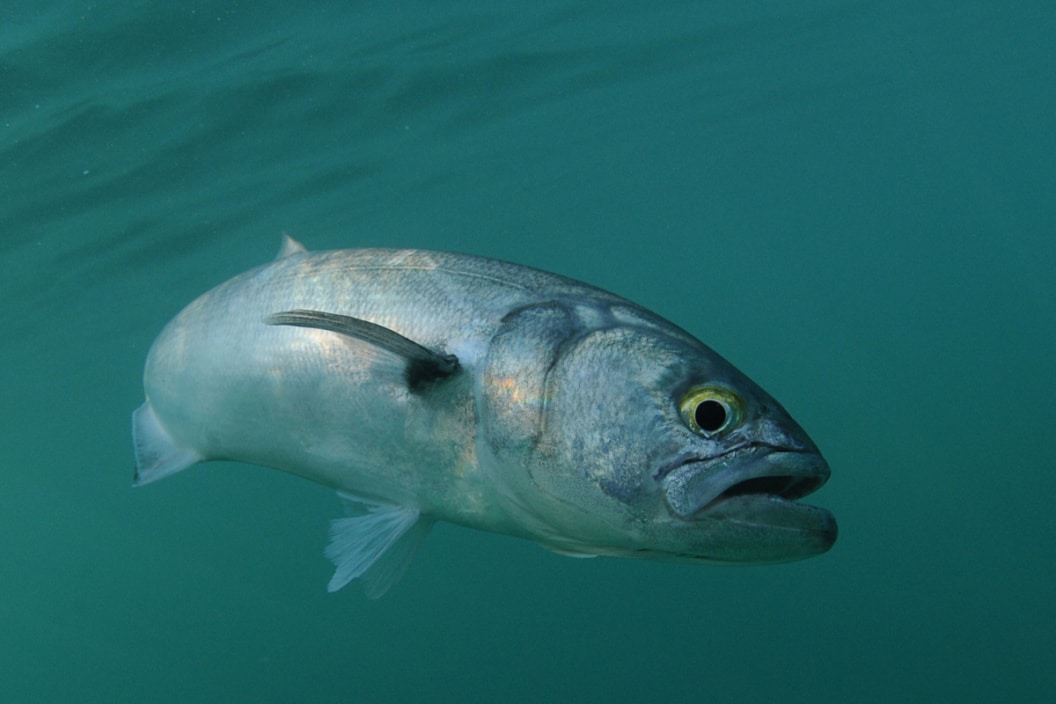 In its natural habitat, a Bluefish is swimming in ocean