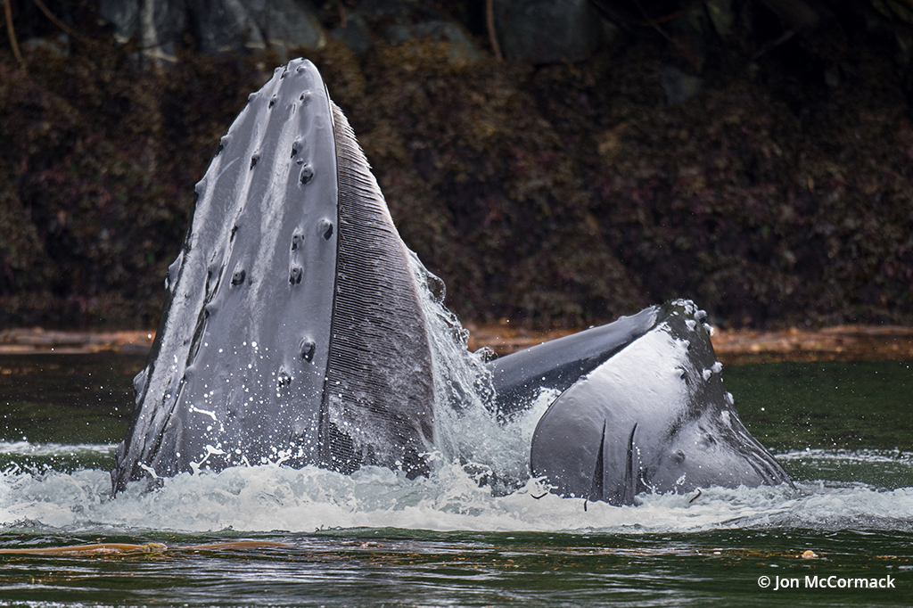 Photo of a humpback whale breaching