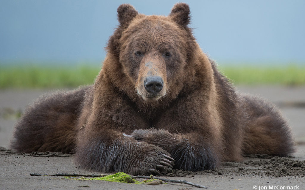 The Great Bear Rainforest