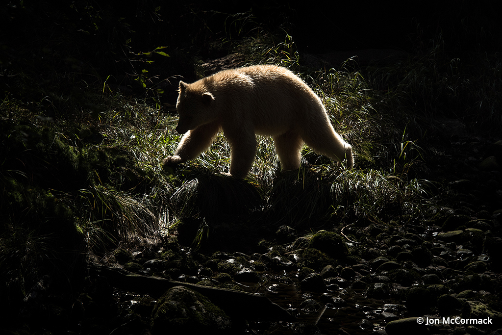 Photo of a kermode bear native to the Great Bear Rainforest