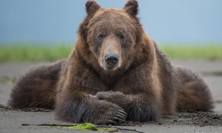 The Great Bear Rainforest