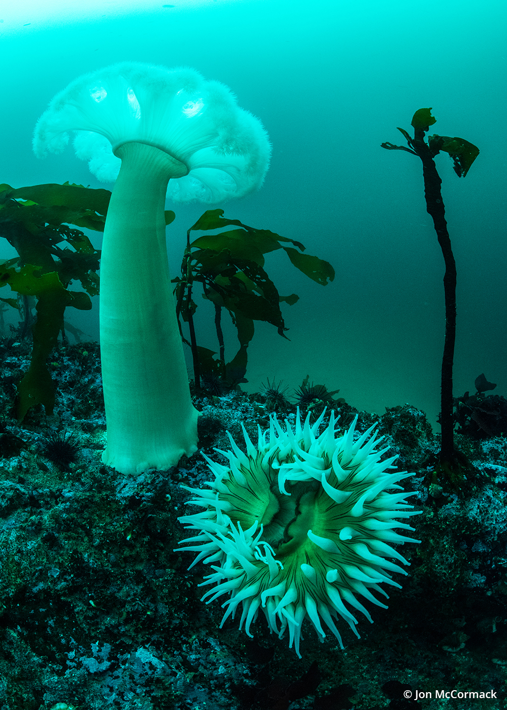 Photo of sea anemones
