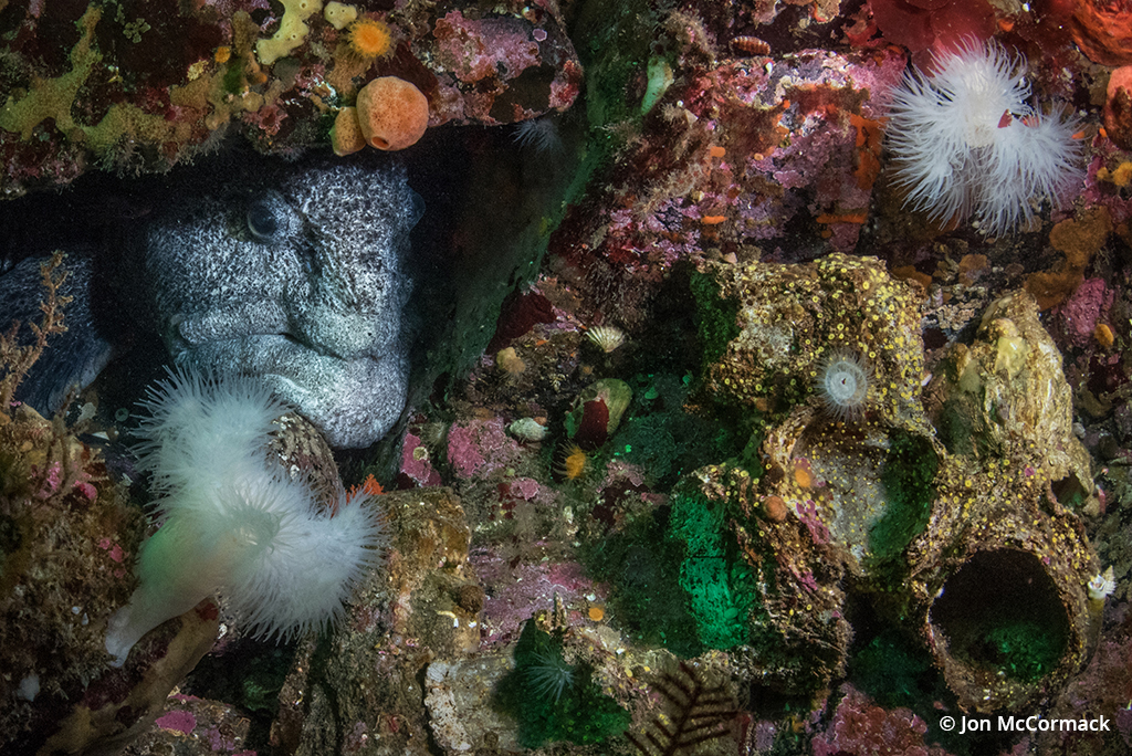 Photo of a wolf eel