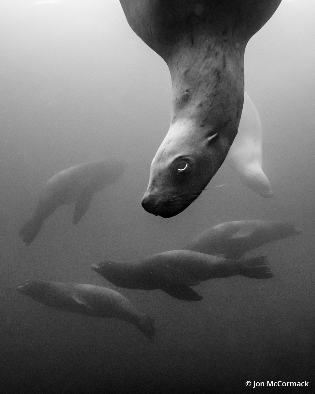 Photo of a sea lion