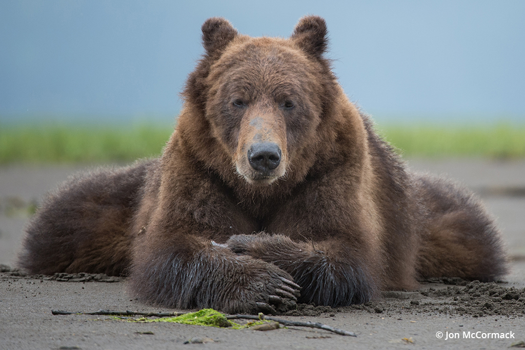 Photo of a grizzly bear in the Great Bear Rainforest
