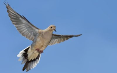Top 10 States for Your Dove Hunting Bucket List
