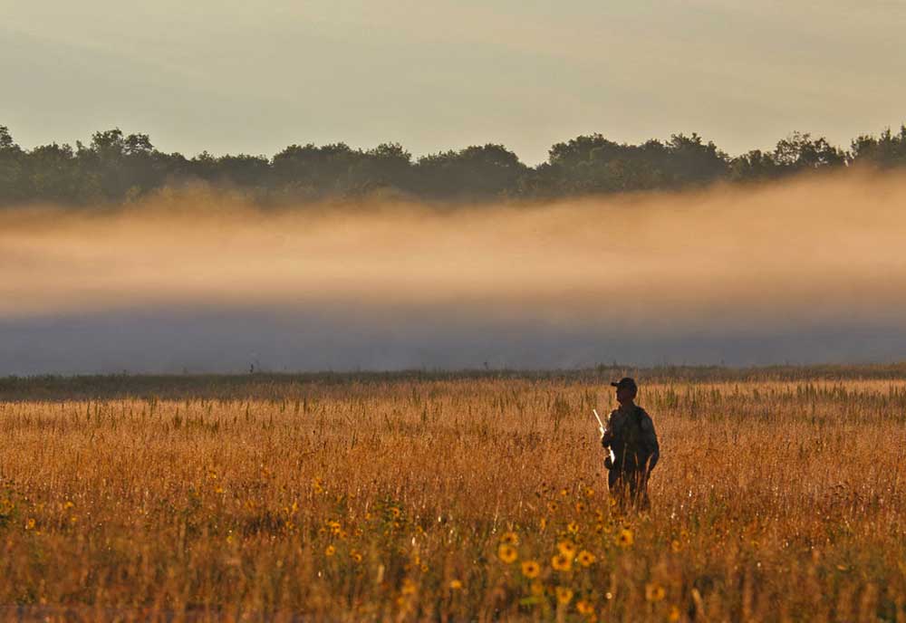 best states for dove hunting