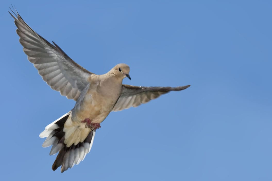 Best States for Dove Hunting