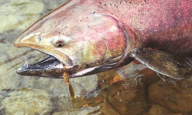 Top 4 Fish to Catch in Their Native Range