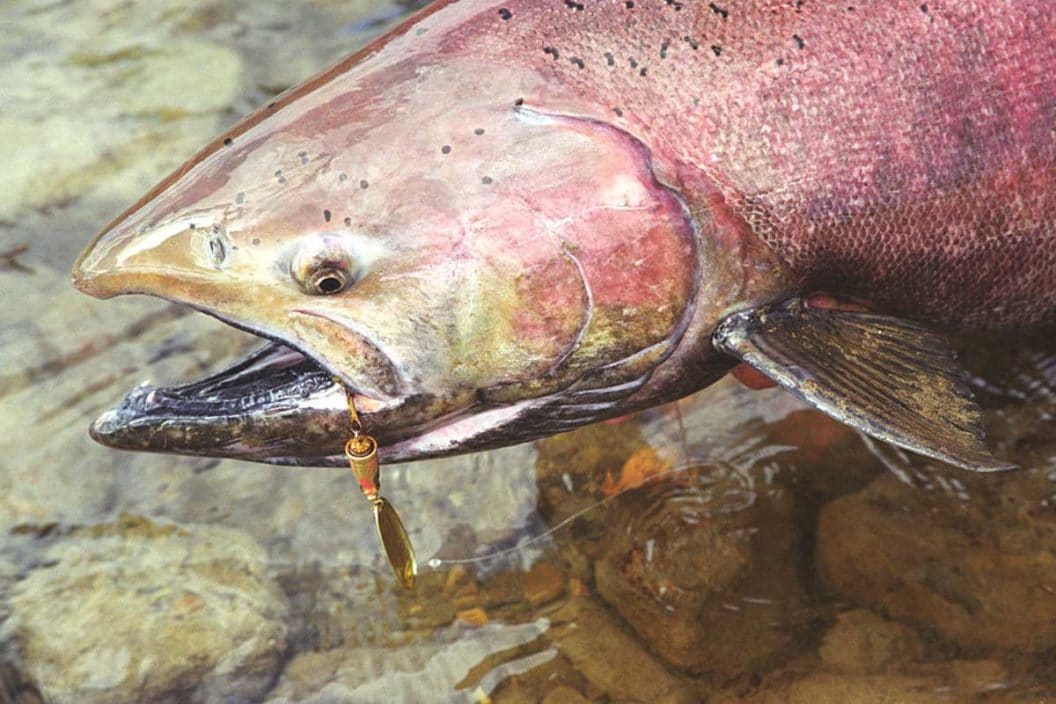 Chinook salmon, or king salmon, caught in Alaska.