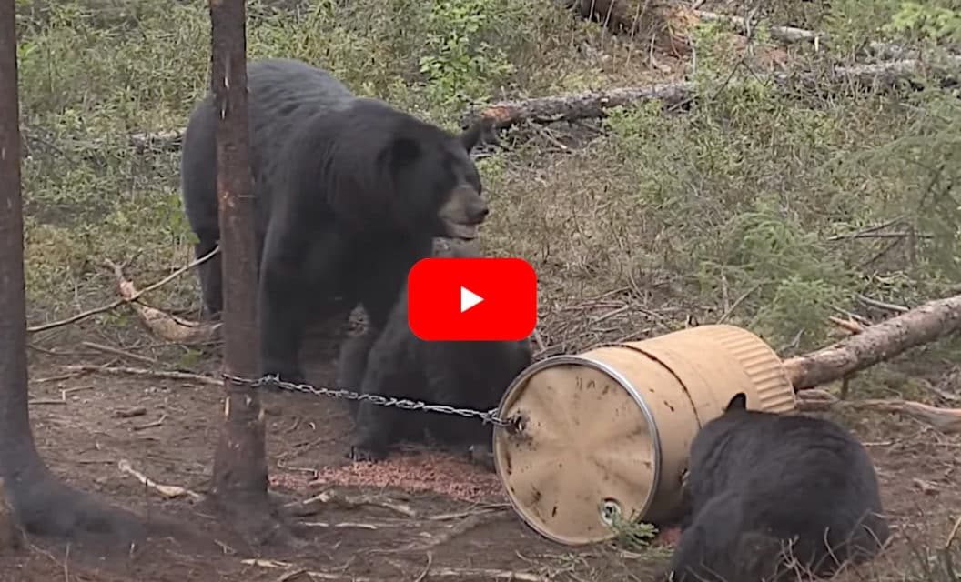 Unbelievably Fat 500+ Pound Black Bear Is Harvested By Saskatchewan Hunter