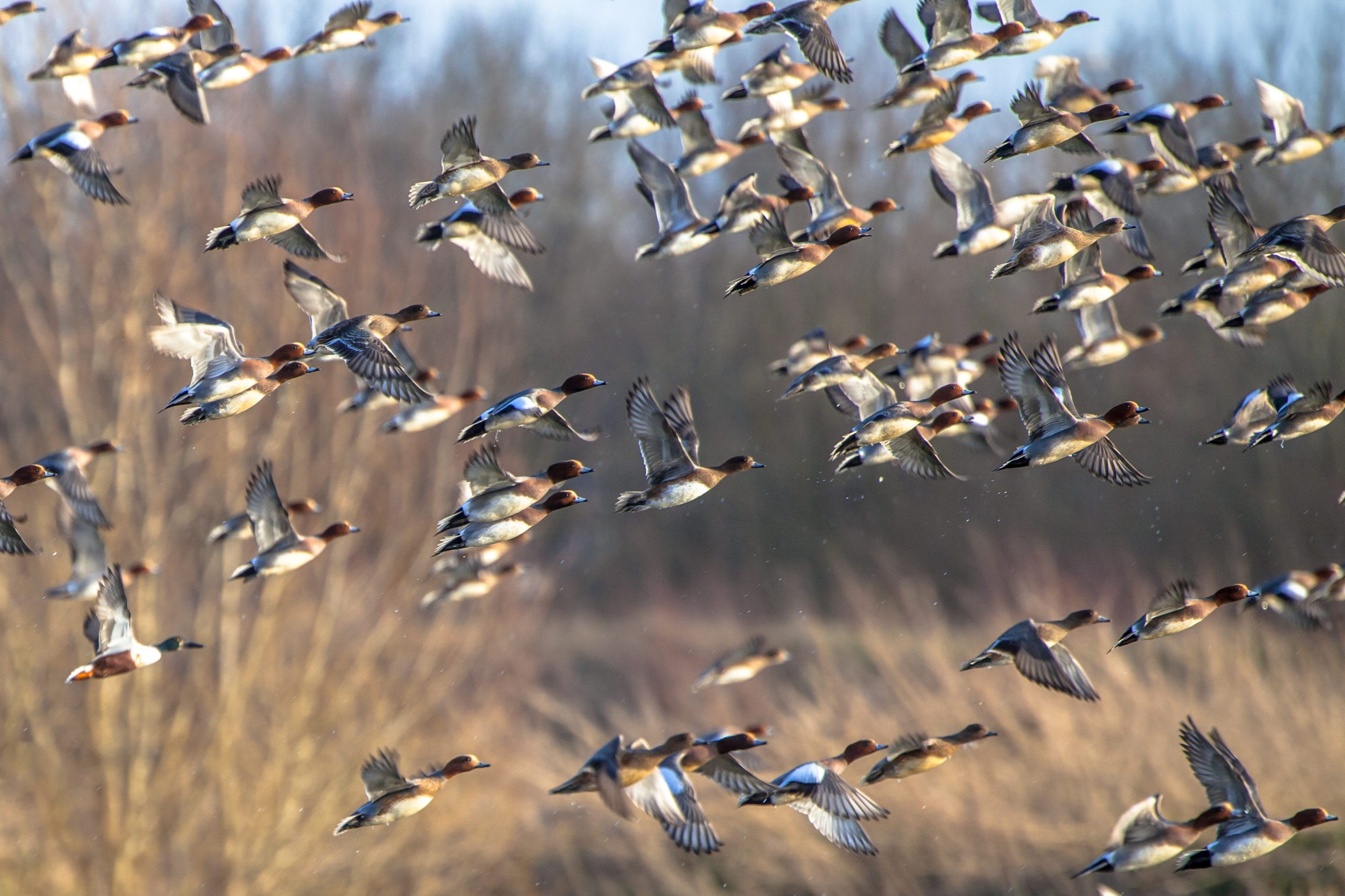 Migrating Eurasian wigeon (Anas penelope) ducks are leaving for the southern hibernating areas in autumn and winter