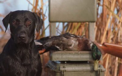 USDA Bans Waterfowl Imports Despite 4 Billion Birds Migrating from Canada