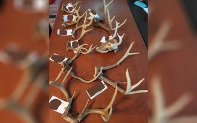 Westmoreland County Poaching Investigation Discovers Over 35 Violations