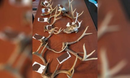 Westmoreland County Poaching Investigation Discovers Over 35 Violations