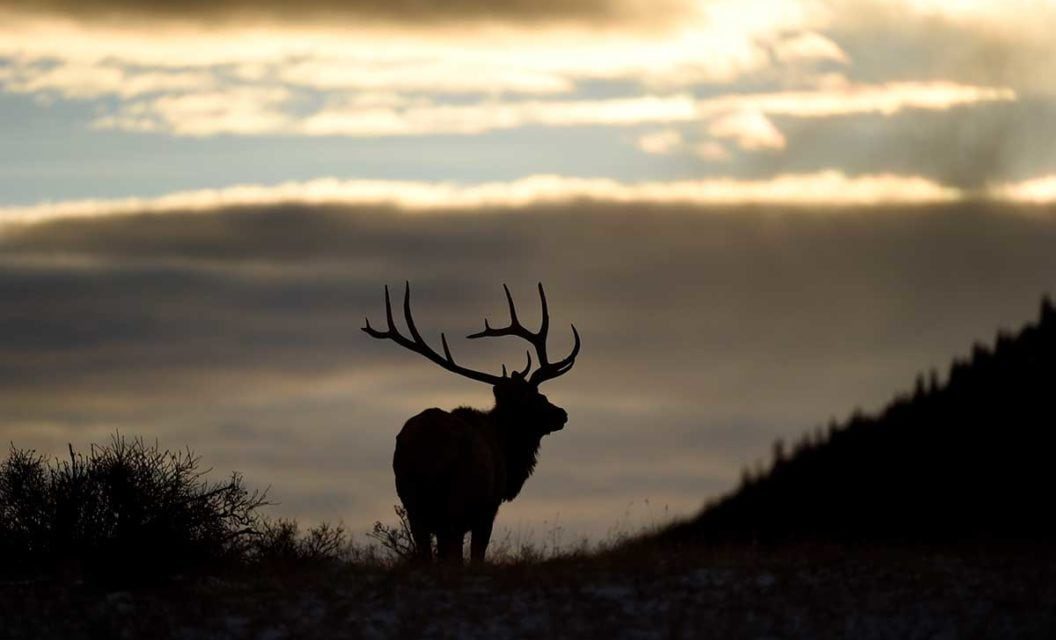 Why Elk Hunting in the Rocky Mountains is the Epitome of American Outdoors