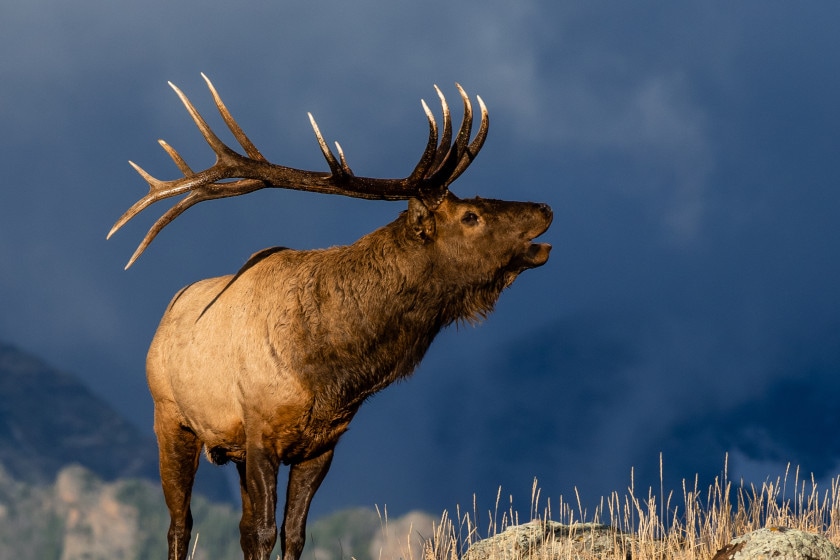 Best Places for Elk Hunting