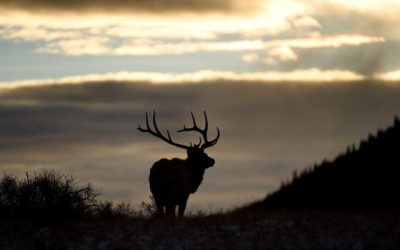 Why Elk Hunting in the Rocky Mountains is the Epitome of American Outdoors