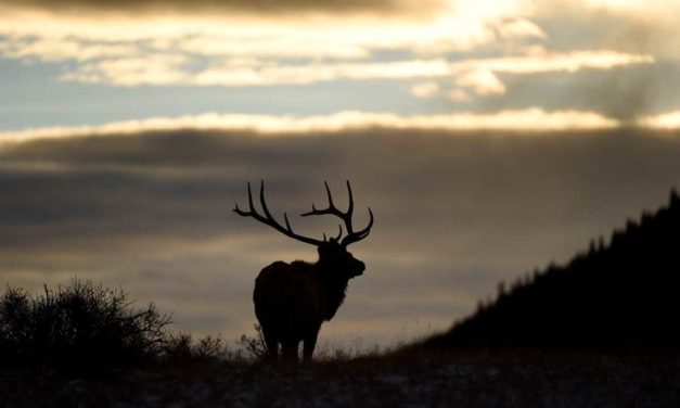 Why Elk Hunting in the Rocky Mountains is the Epitome of American Outdoors