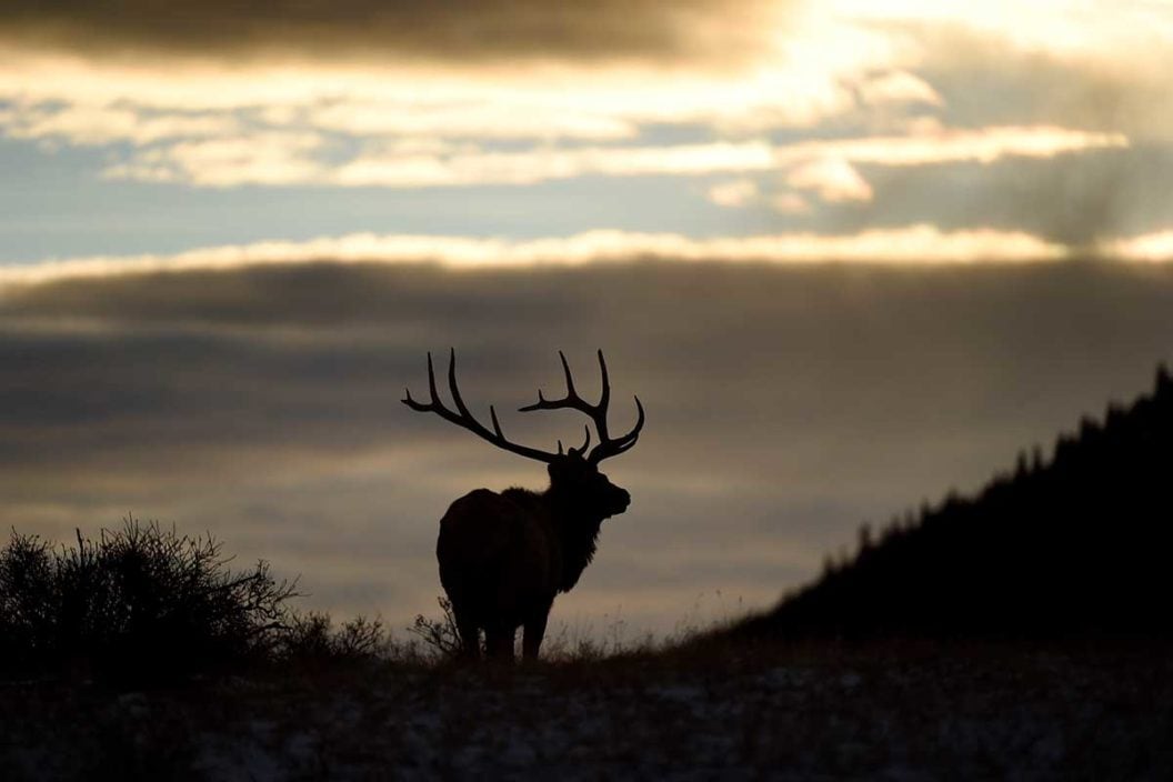 Elk against a sky with the sun setting