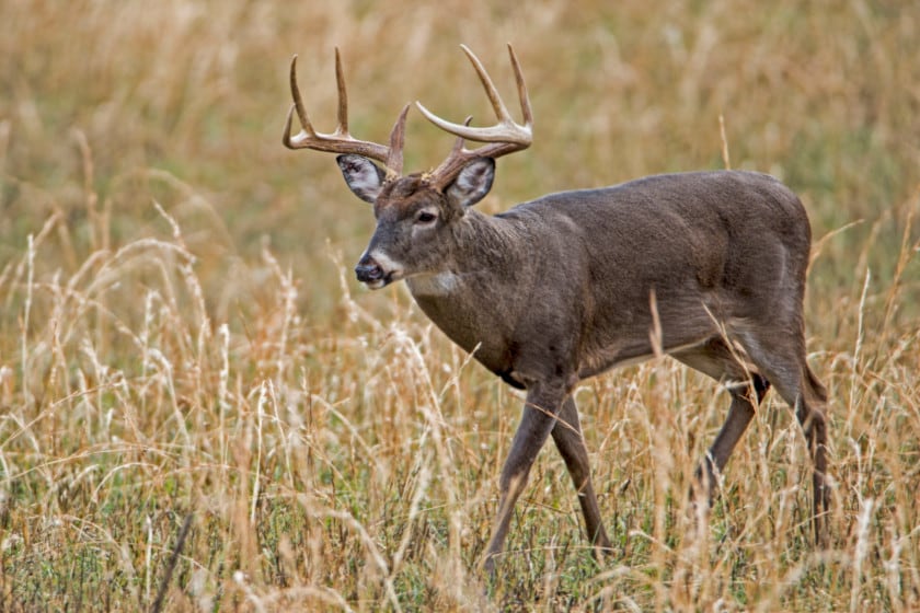 Deer Hunting Road Trip
