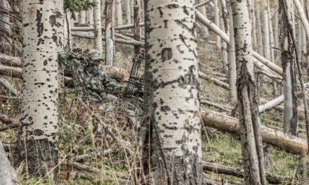 Yes, You Can Spot and Stalk Whitetail Deer: 5 Tips for Making it Happen