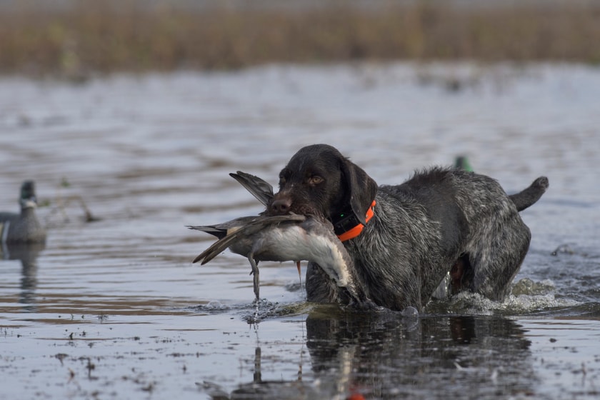 best public duck hunting