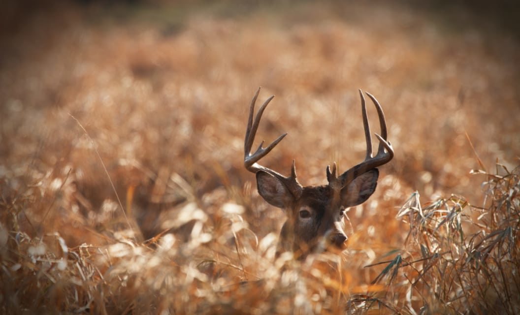 5 Best Whitetail Hunting States in the Midwest, Ranked