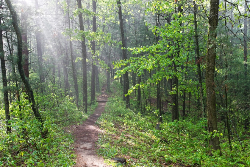 forested area with game trail