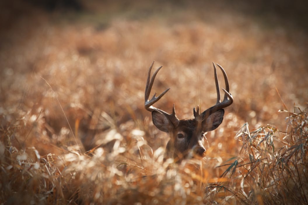 whitetail deer in grass