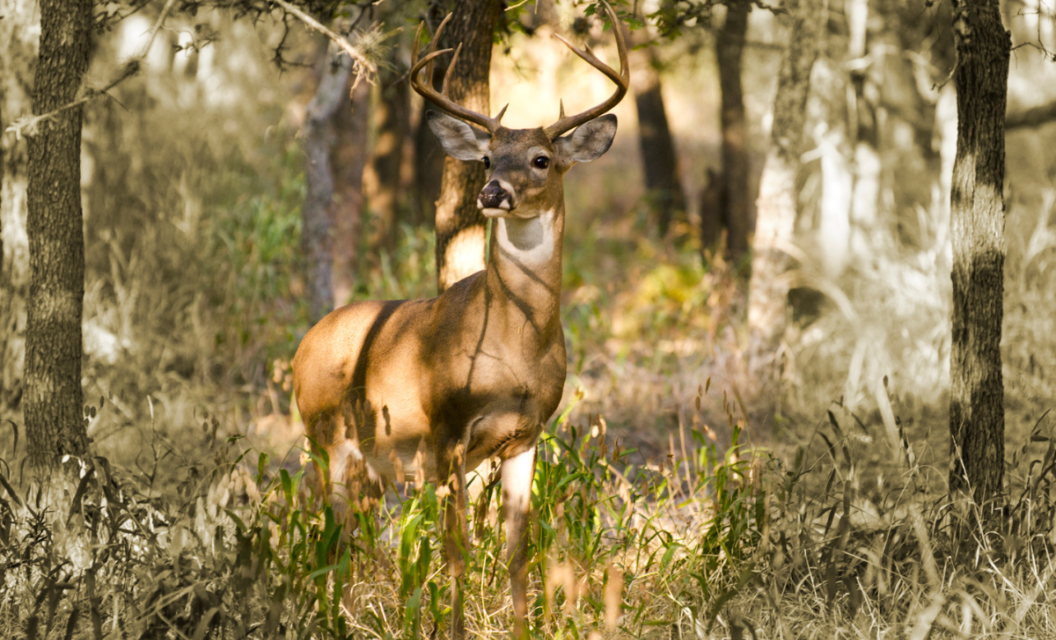 5 Best Whitetail Hunting States in the Southeastern U.S.