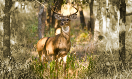 5 Best Whitetail Hunting States in the Southeastern U.S.
