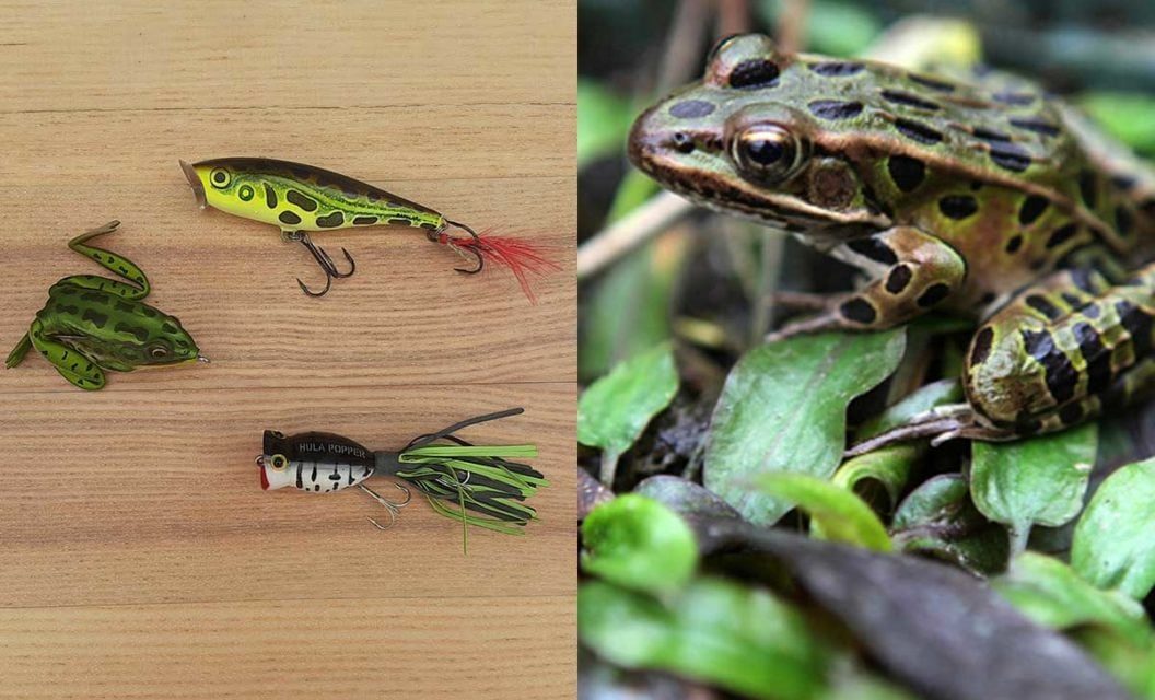 5 Frog Species and How to Fish Them