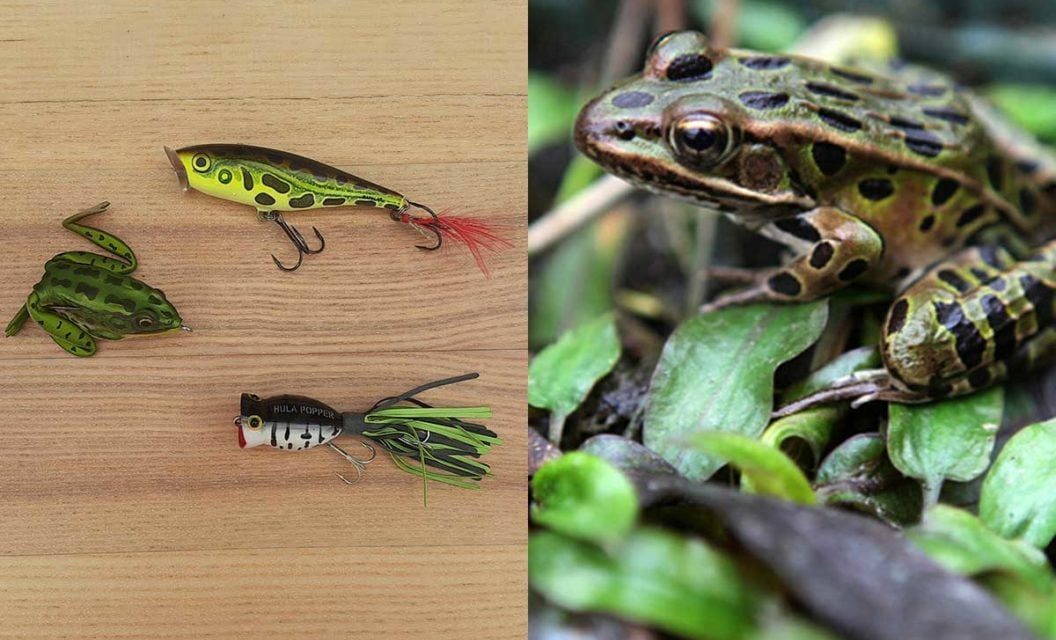 5 Frog Species and How to Fish Them