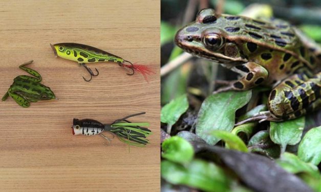 5 Frog Species and How to Fish Them