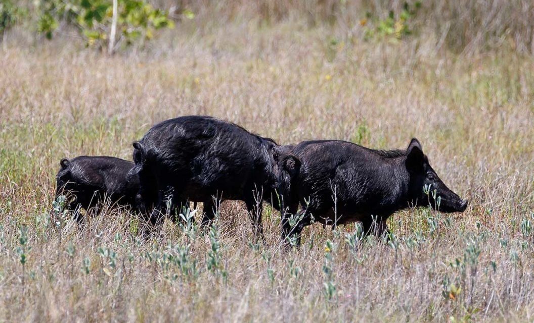 5 States With Relatively-New Hog Hunting Opportunities