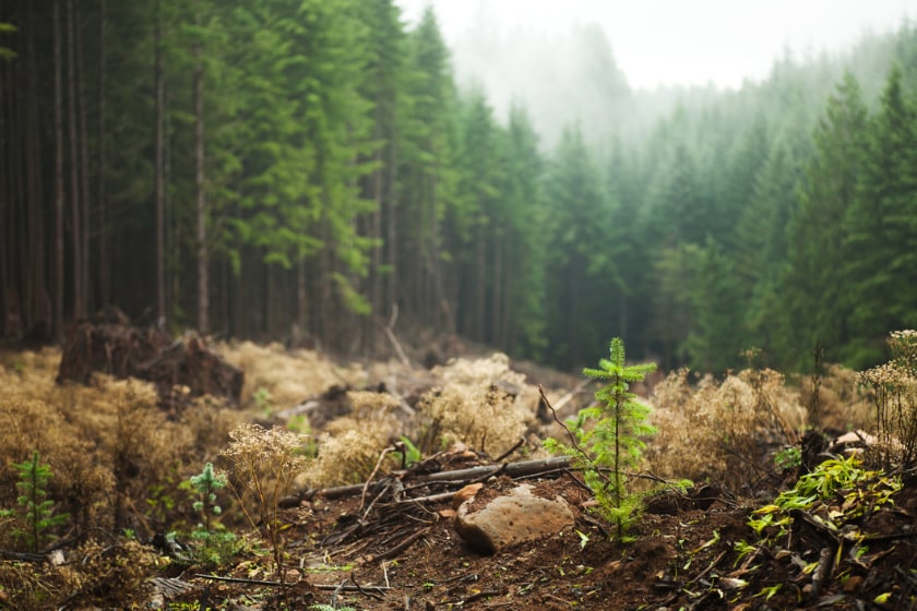 small tree growing in logged area